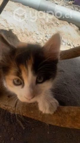 Se regalan gatitos