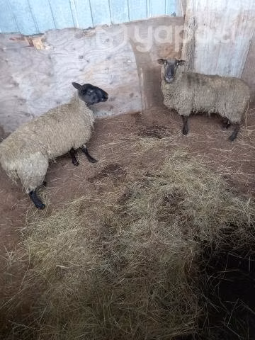 2 ovejas