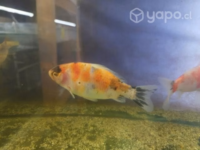 Peces tropicales y de agua fria