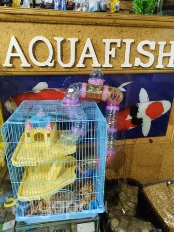 Peces tropicales y de agua fria