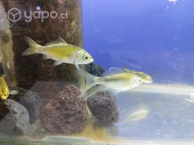 Peces tropicales y de agua fria
