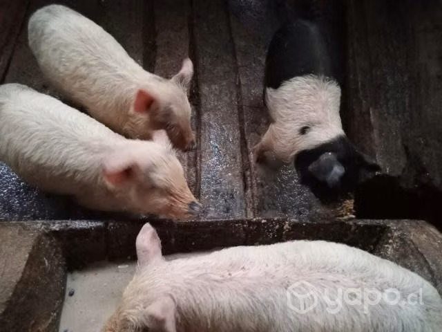 Cerditos - Imagen 3