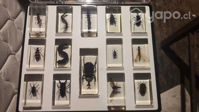 Insectos en resina