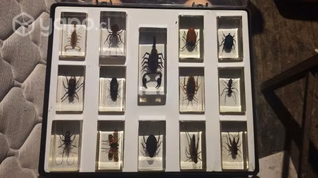 Insectos en resina