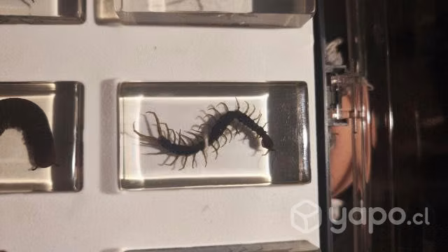 Insectos en resina