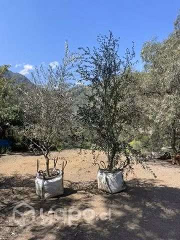 Árbol de olivo sevillano