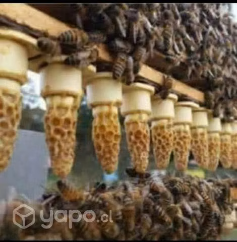 Apicultura abejas