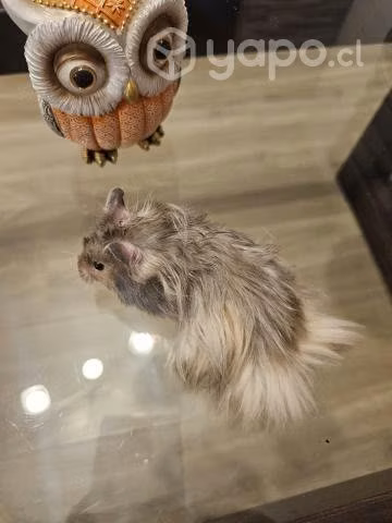 Hamster