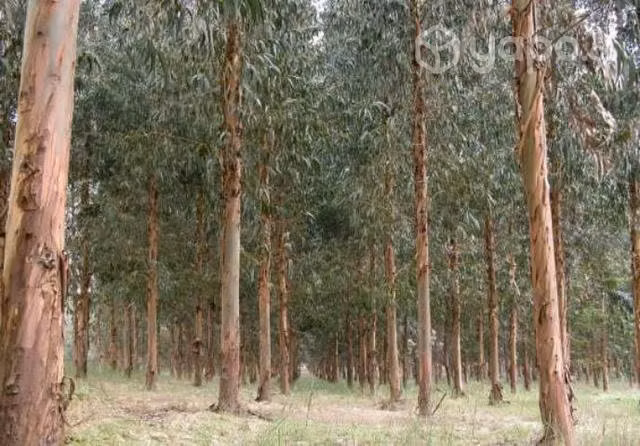 Linda parcela de 5.7 ha en quilleco