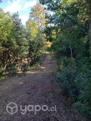 San Clemente parcela agrado 5000 m2 bosque nativo