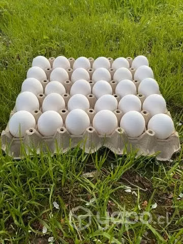 Huevos yemita grandes bandeja (30 unidades