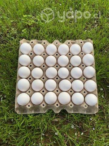 Huevos yemita grandes bandeja (30 unidades - Imagen 2