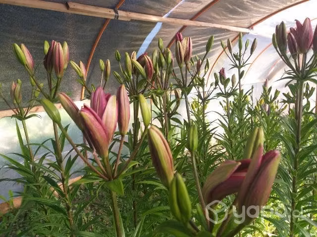 Liliums en Flor