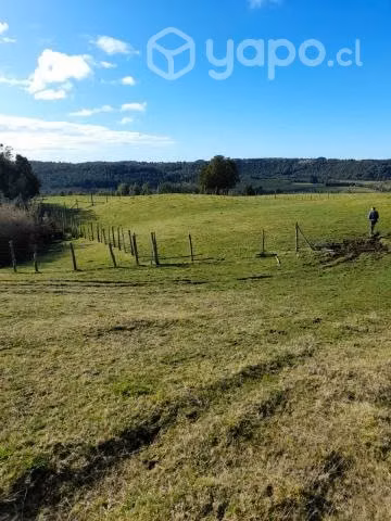 Tres lotes de campo por separados