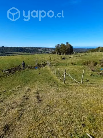 Tres lotes de campo por separados
