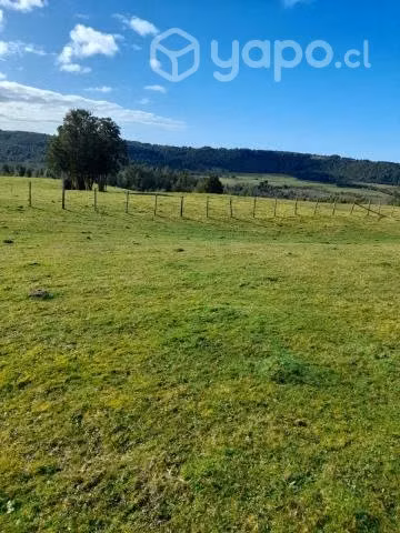 Tres lotes de campo por separados