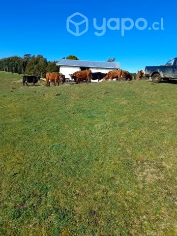 Tres lotes de campo por separados