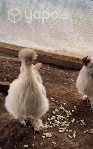 Gallinas japonesas silkie
