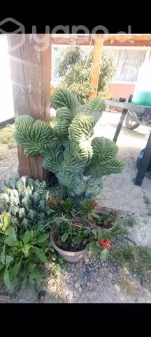Cactus cerebro más de un metro de alto
