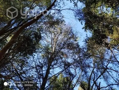parcela con bosque nativo y vertiente