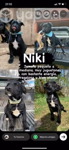 Perritas en adopción
