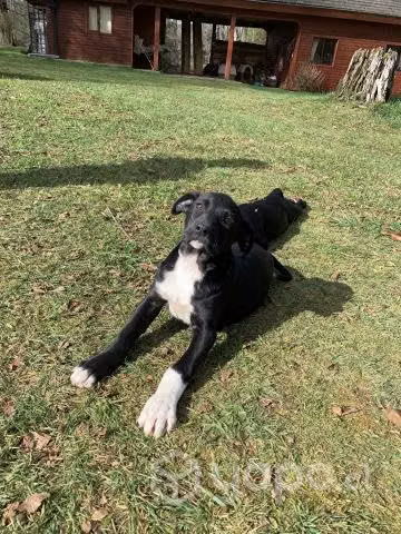 Perritas en adopción