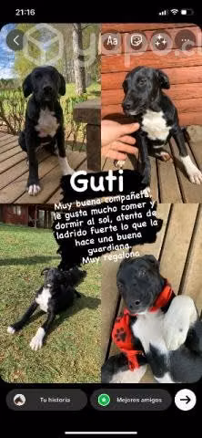 Perritas en adopción