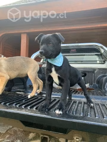 Perritas en adopción