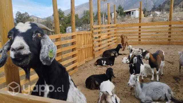 Lote de 20 cabras anglo nubian/criollas