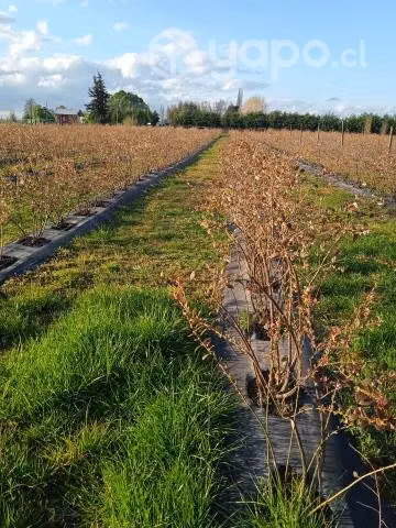 Terreno con plantación de arándanos y frambu