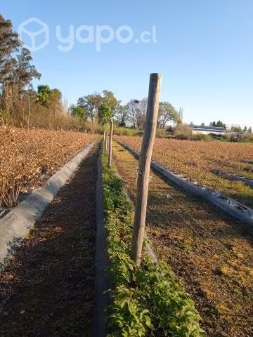 Terreno con plantación de arándanos y frambu