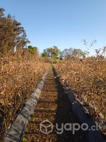 Terreno con plantación de arándanos y frambu