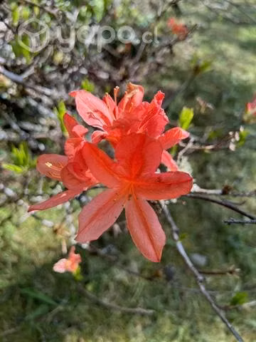 Servicio de jardinería - Imagen 2