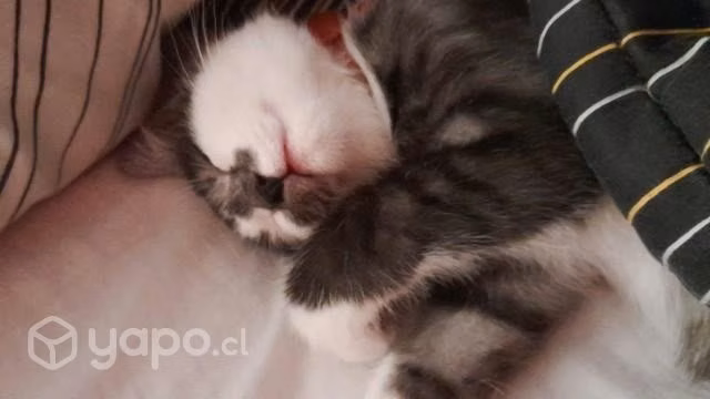 Cuidadora de mascotas