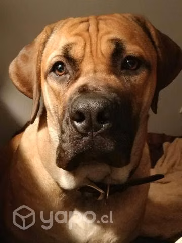 Perro guardian en adopcion