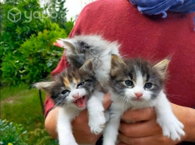 Regalo gatitos - Imagen 3