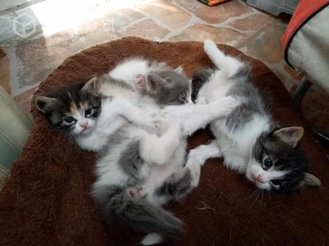 Regalo gatitos