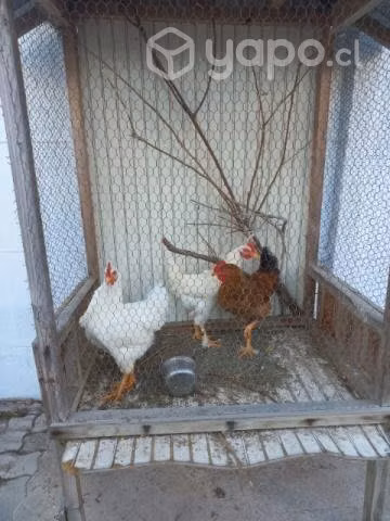 Gallos