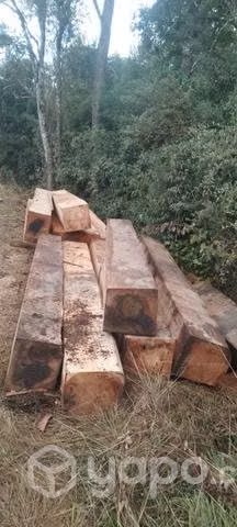 Basas y trosos de coihue