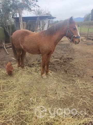 Yeguita pony - Imagen 2