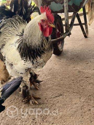 Gallo brahma - Imagen 3