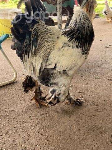 Gallo brahma - Imagen 2