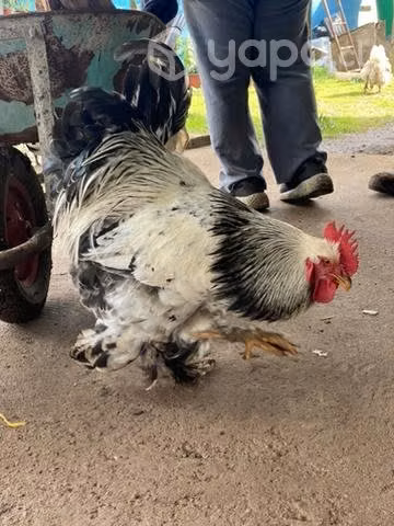 Gallo brahma