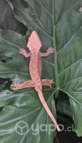 Gecko crestado