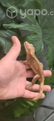 Gecko crestado