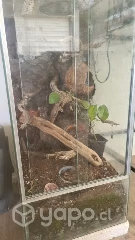Gecko crestado