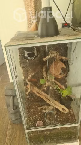 Gecko crestado