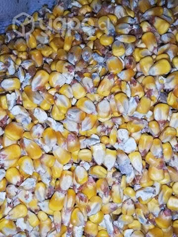 Maíz grano