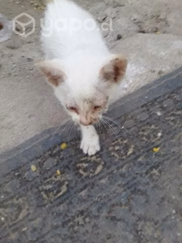 Se regala gatito