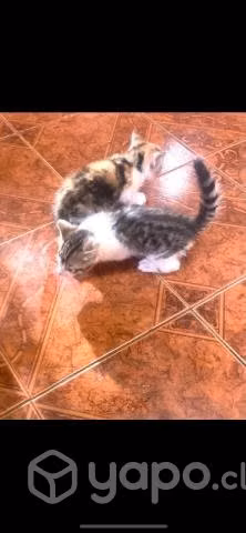 Regalo gatitos - Imagen 2